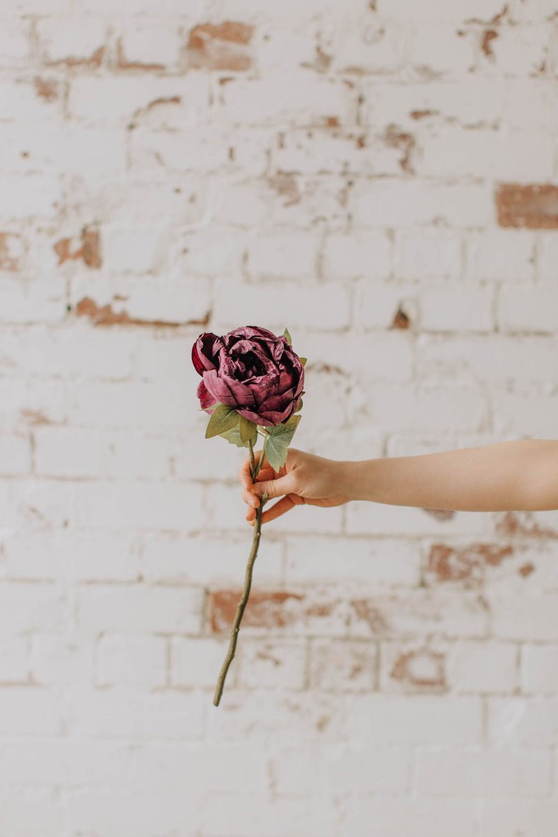 Dry look dark pink peony