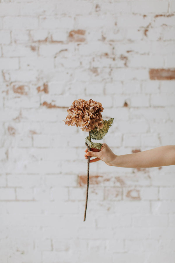 Brown dry look hydrangea