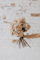 Cream dry look hydrangea