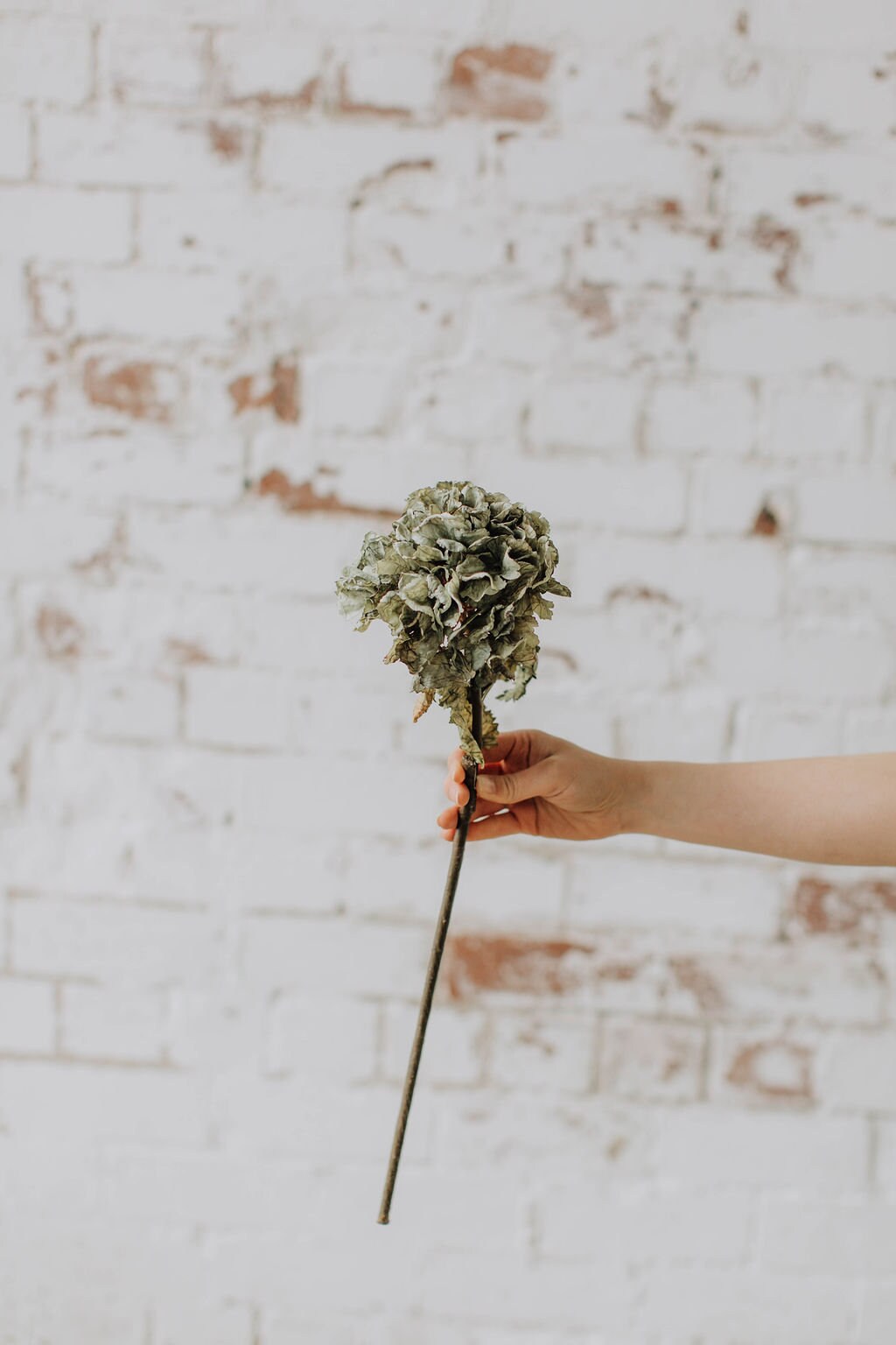 Green dry look hydrangea, faux green hydrangea, keepsake hydrangea, dry look flowers