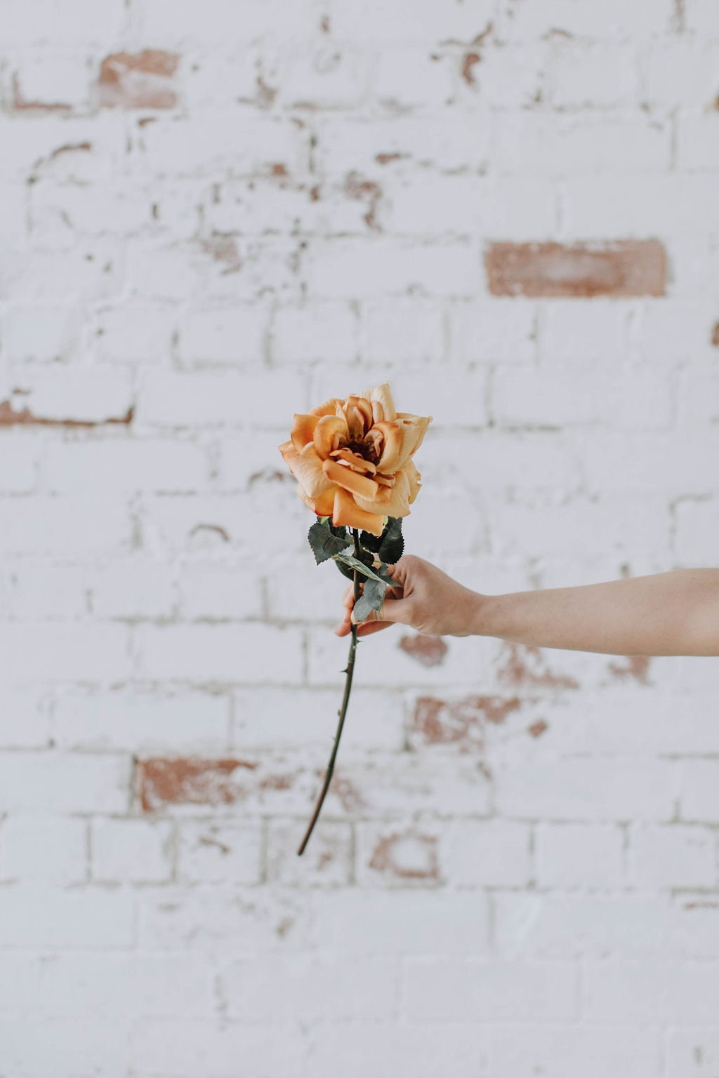Artificial shimmer effect open garden rose in a brown gold shade 62cm x 13cm head