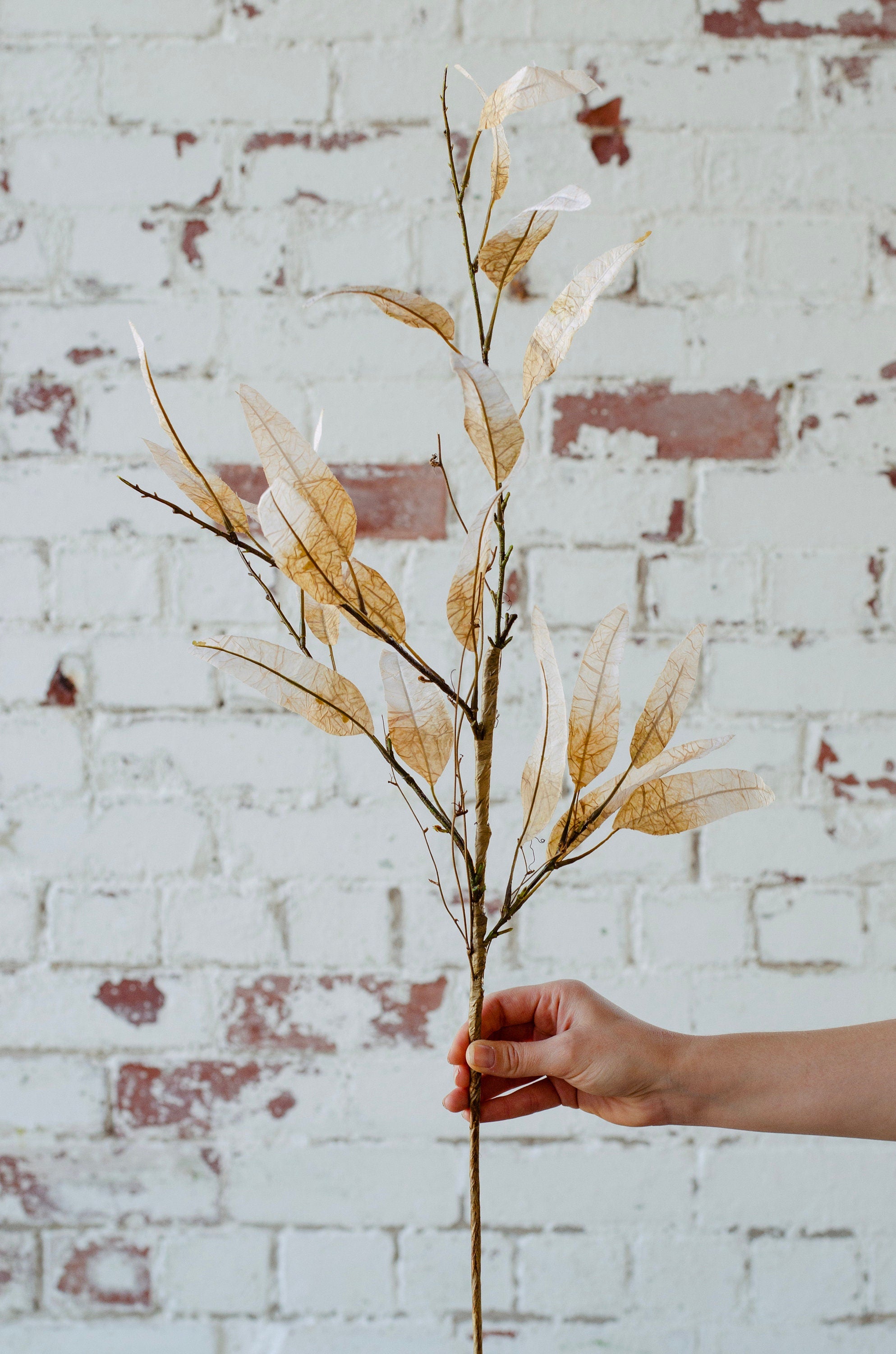 Beige dry look eucalyptus spray single stem 70cm tall