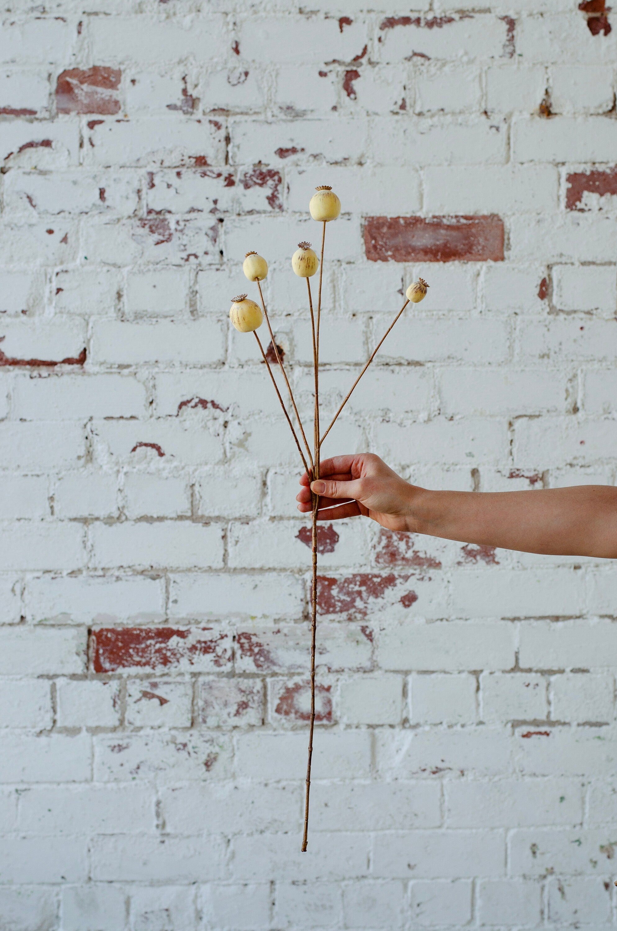 Faux dry look poppy seed pod spray with 70cm tall, single stem