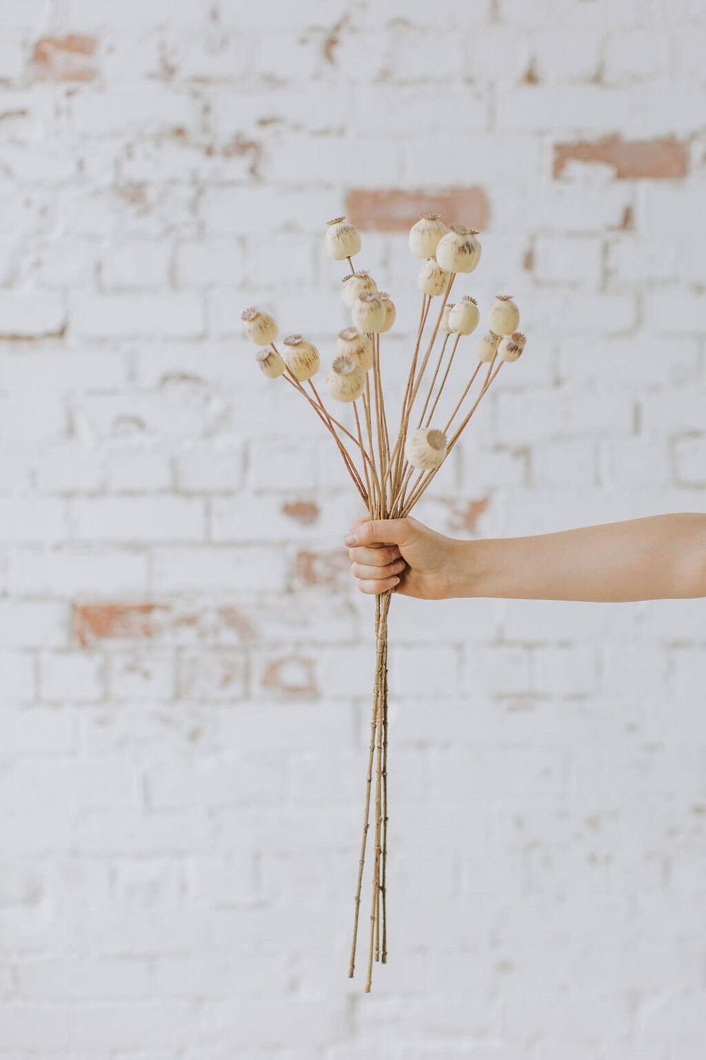 Faux dry look poppy seed pod spray with 70cm tall, single stem