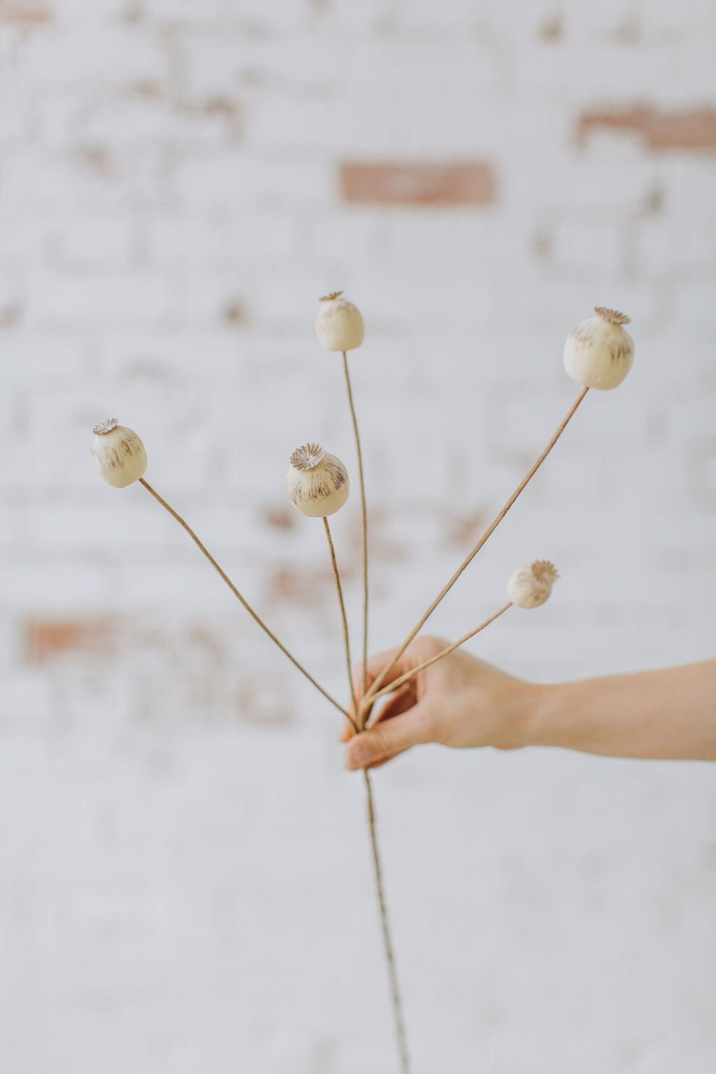 Faux dry look poppy seed pod spray with 70cm tall, single stem
