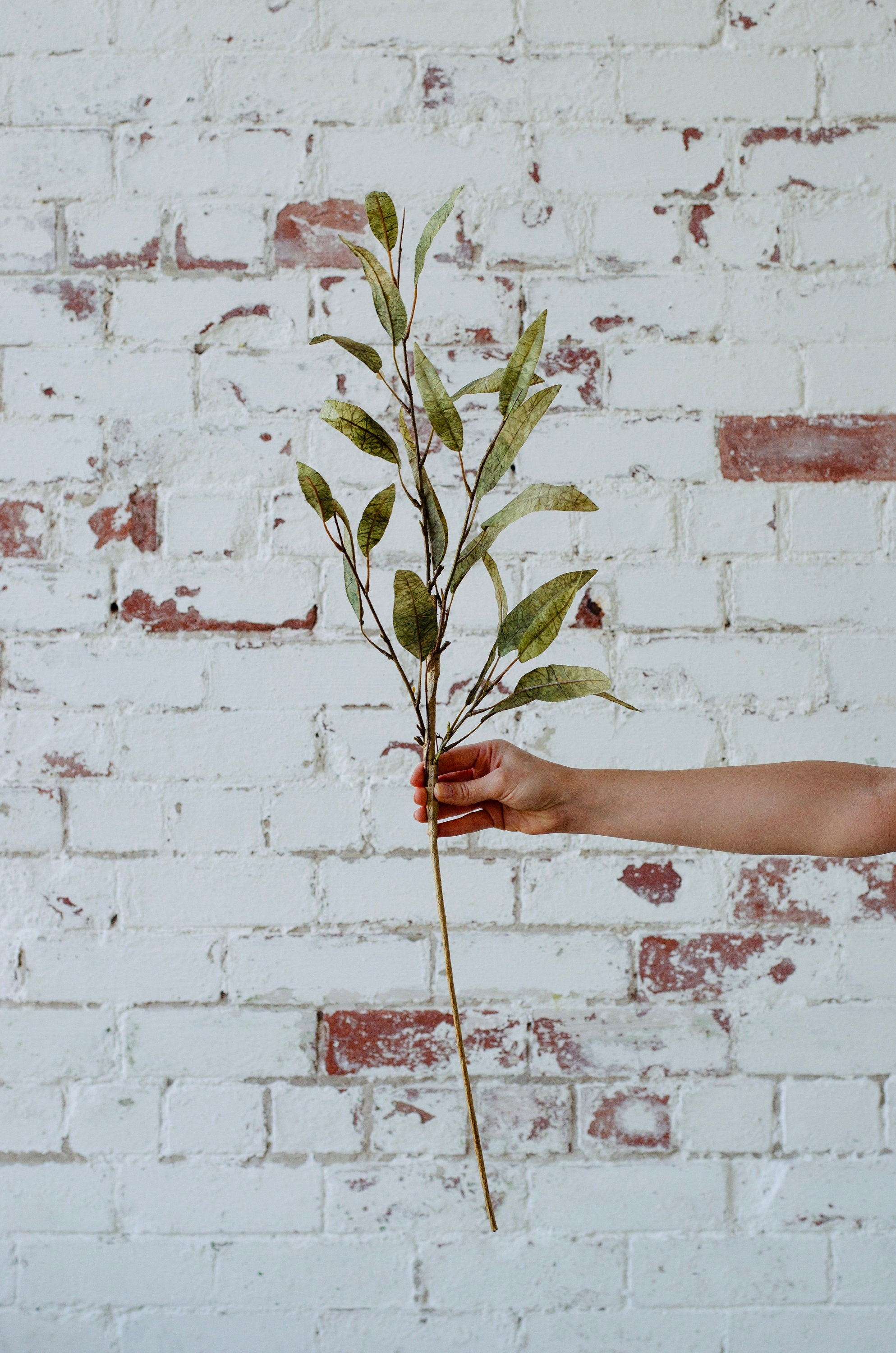 Green dry look eucalyptus spray single stem 70cm tall