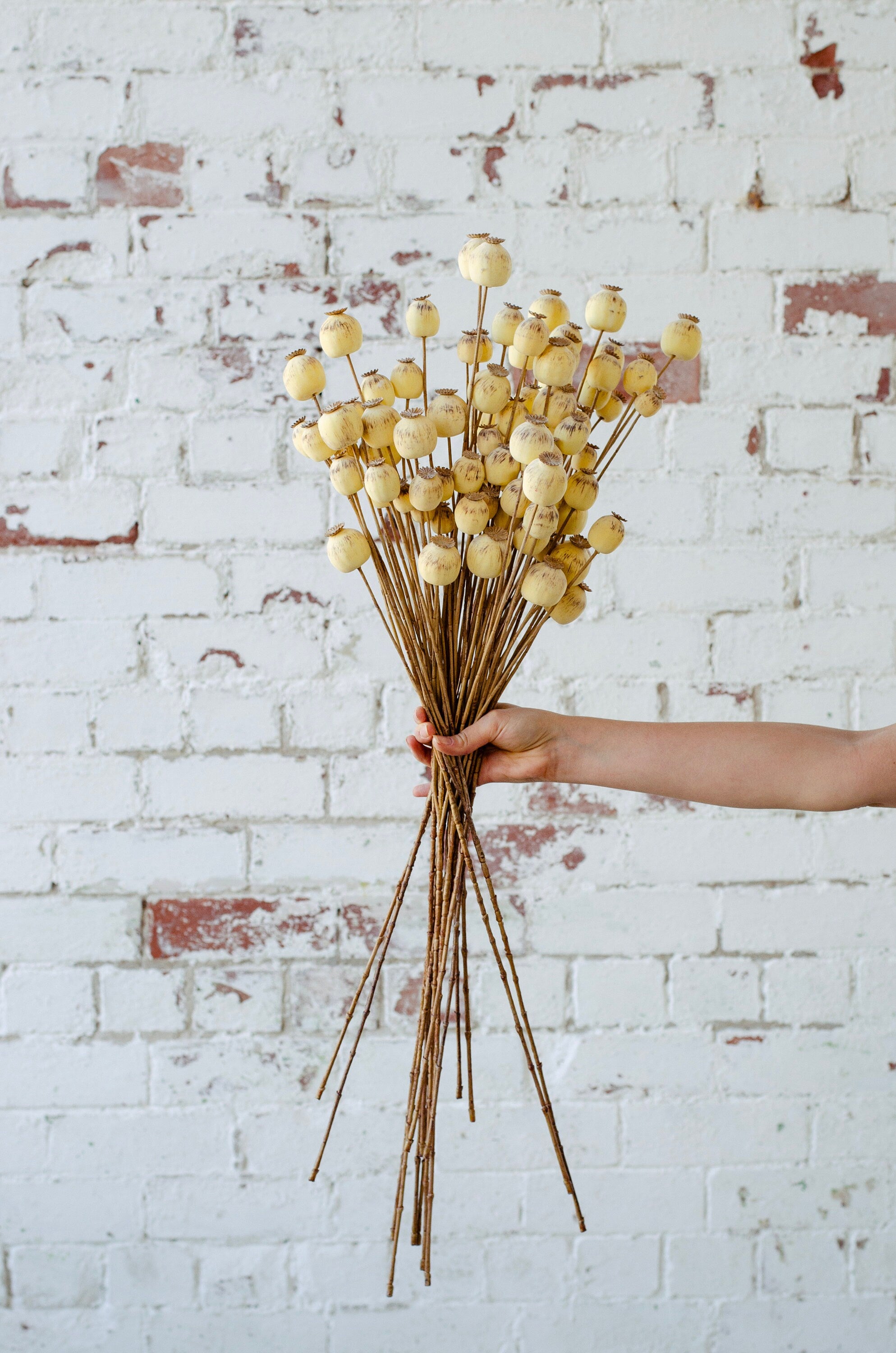 Faux dry look poppy seed pod spray with 70cm tall, single stem