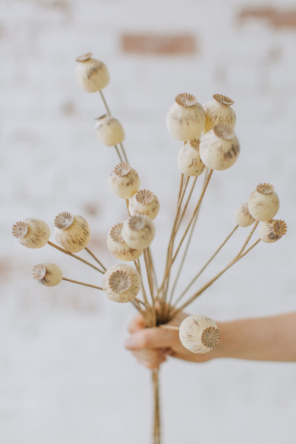 Faux dry look poppy seed pod spray with 70cm tall, single stem