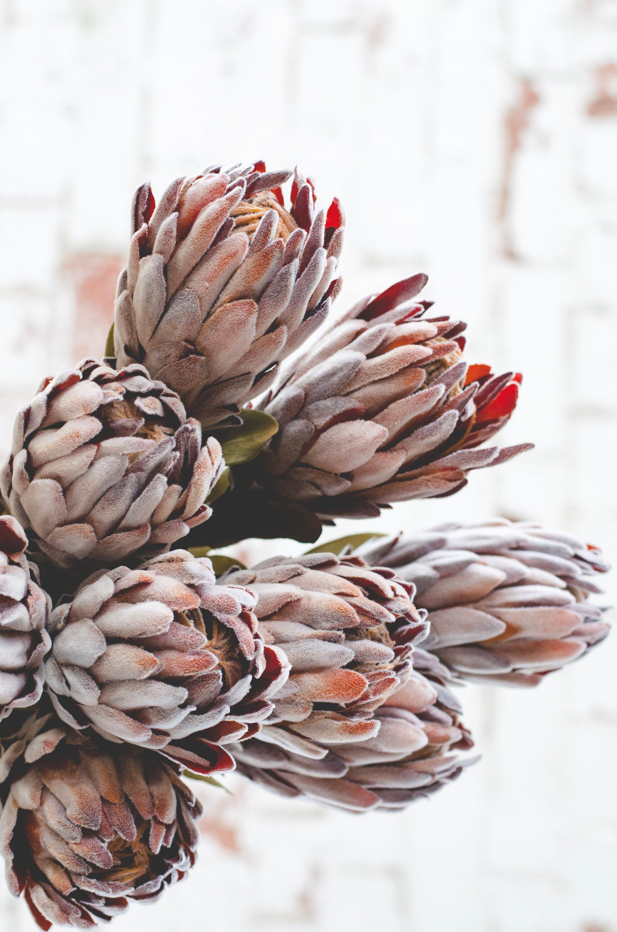 Faux  Protea stem for diy weddings or decor brown